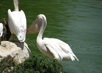 pelikāns, ūdens putnu, pelecanidae, knābis, lielu kakla somiņa, ezers, ūdens