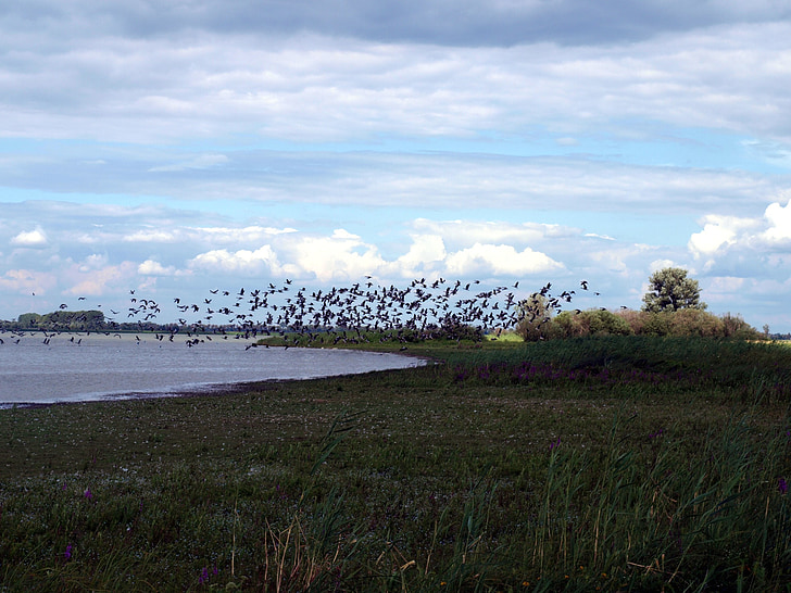aves migratorias, bandada de pájaros, Lago, agua, aves, volar, naturaleza