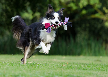 border collie, running dog, playful, british sheepdog, dog, play, pet