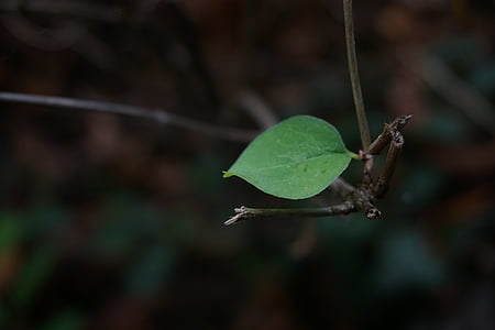 leaf, forest, individually, green, dark, leaves, nature