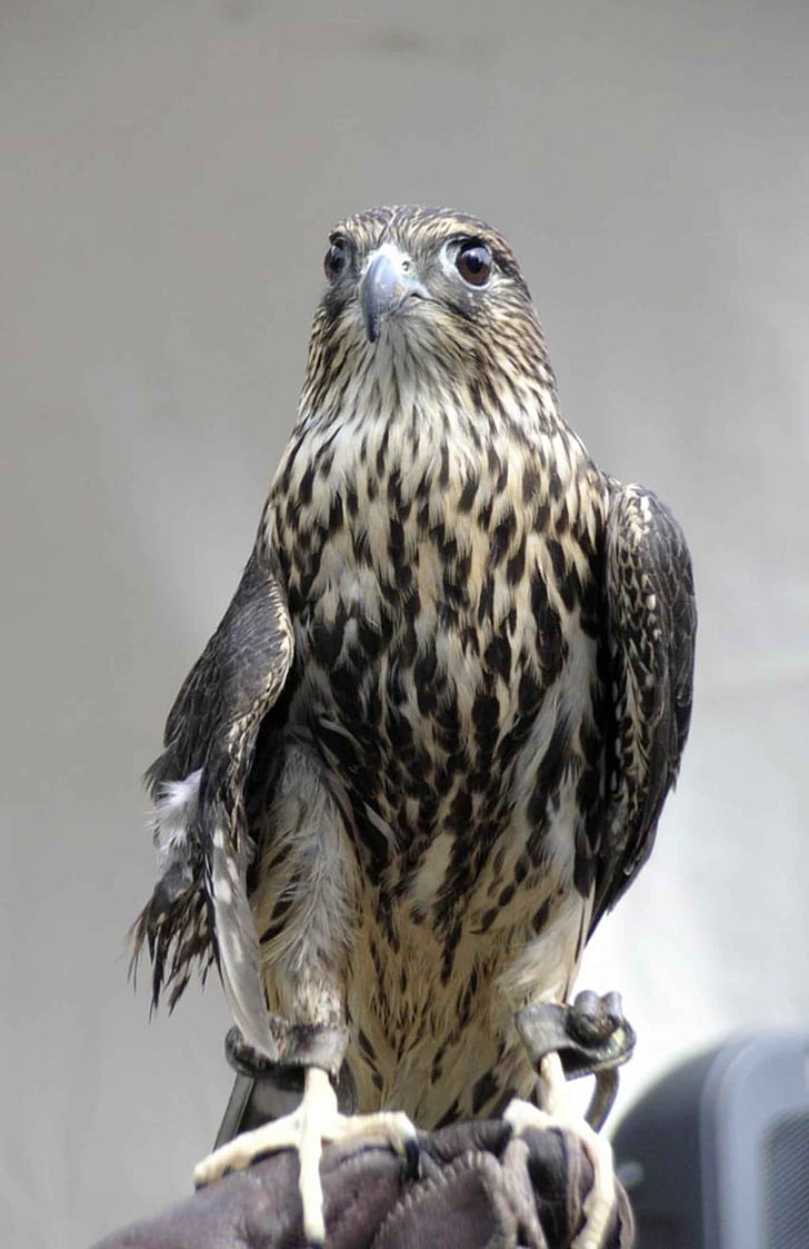columbarius, oiseau, tête, Falco, Merlin, faucons, Hawks