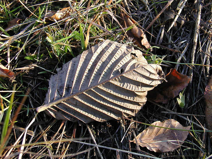 sheet, forest, autumn, macro, nature, leaf