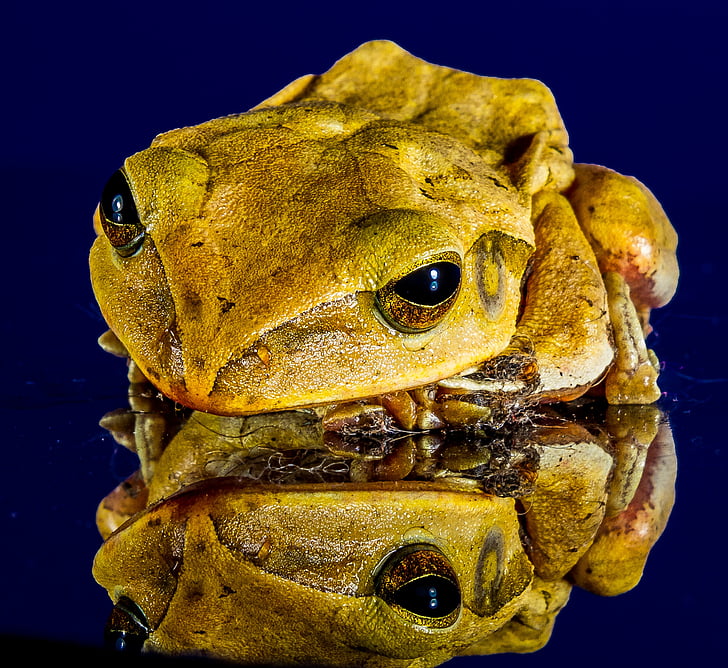 frog, close, mirror image, amphibian, animal, nature, toad