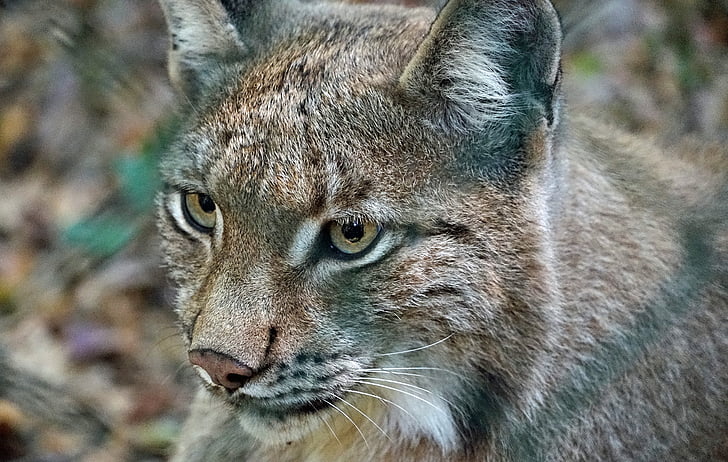 Lynx, montre, chat, animaux, Wildcat, dangereuses, un animal