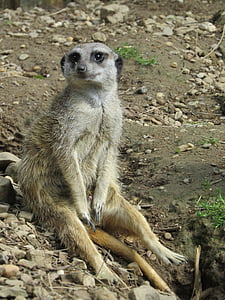 Meerkat, Zoo, l’Afrique, s’asseoir, sable, garde, mignon