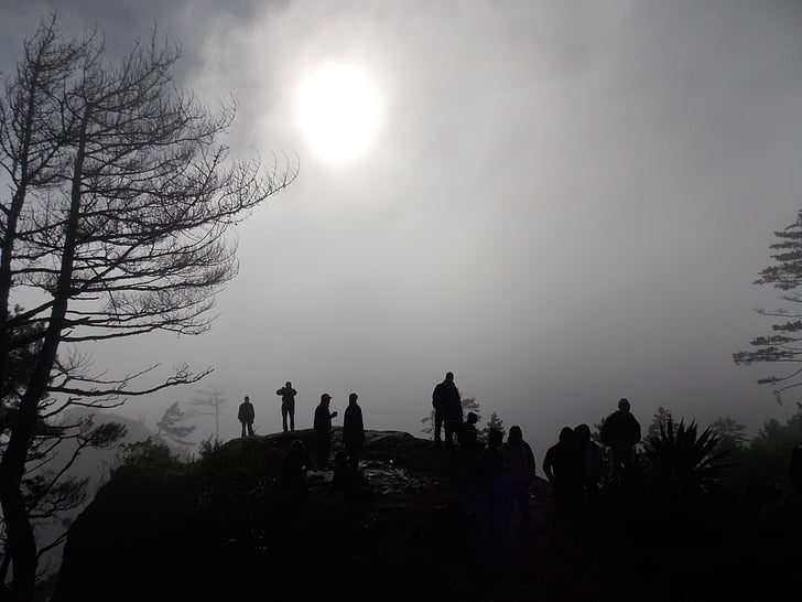 nature, demain, brouillard, aube, nuageux, silhouettes, arbres