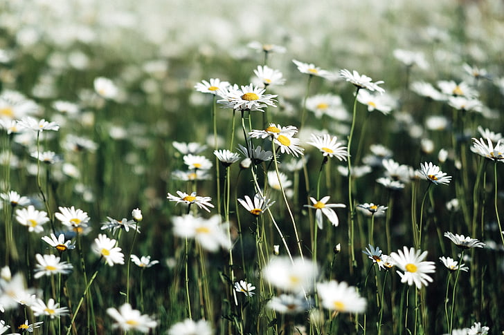 white, flowers, petals, blur, garden, field, farm