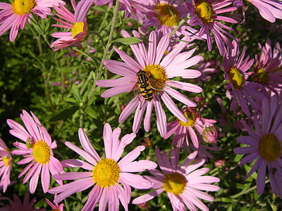 flor de aster rosado, abeja, Aster, flor, néctar de