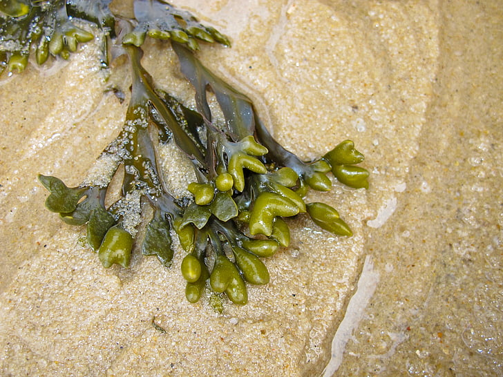 alge marine, mare, plajă, nisip, Marea Nordului, natura
