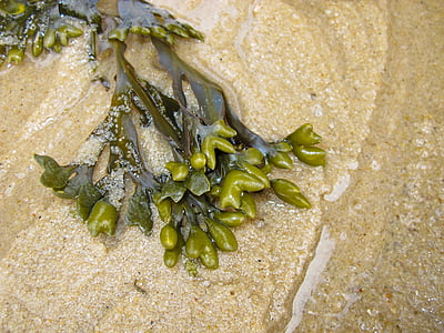 alge marine, mare, plajă, nisip, Marea Nordului, natura