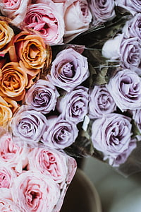 τριαντάφυλλα, πολύχρωμο, πέταλα, λουλούδια, δέσμη, δέσμη, μπουκέτο