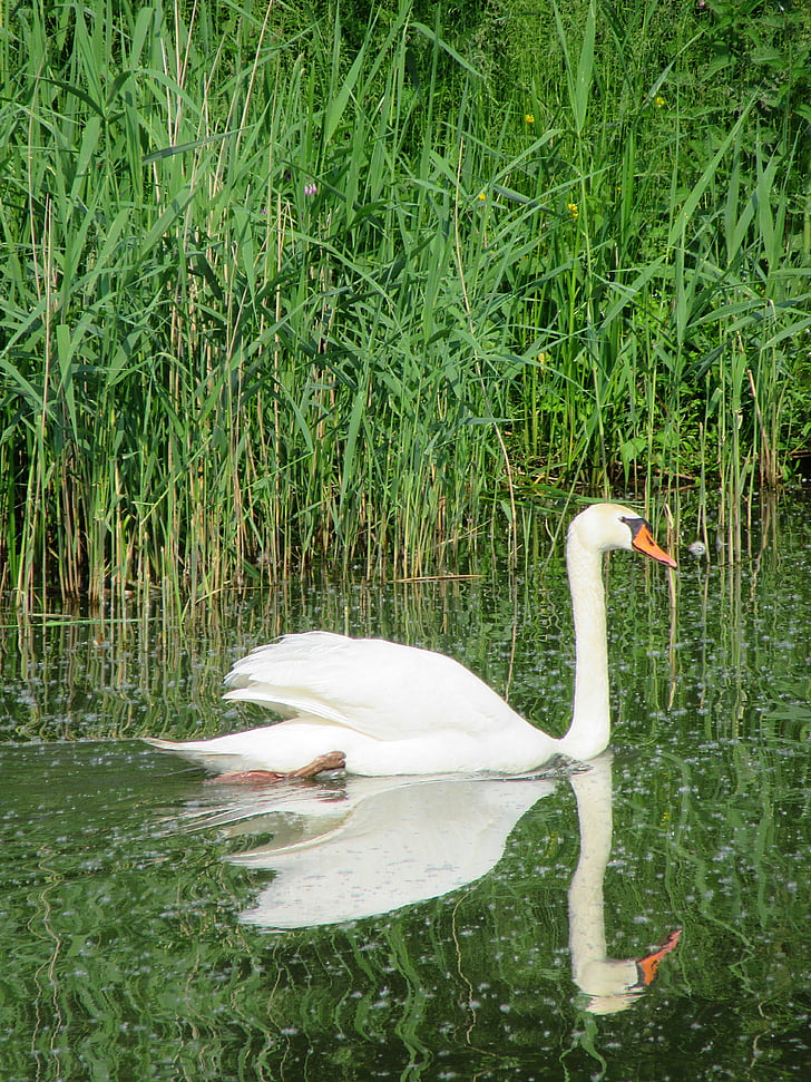 swan, white swan, bird, swans, gracefully, swimming, water