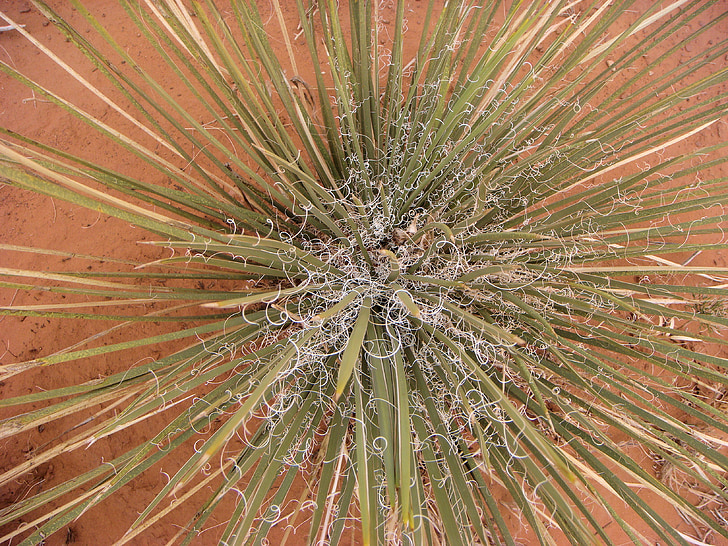 flora del desert, desert de, flora, Vall del monument, Colorado, EUA, Estats Units