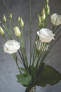 lisianthus, λουλούδι, άνθος, άνθιση, λευκό, λευκό λουλούδι, πέταλα