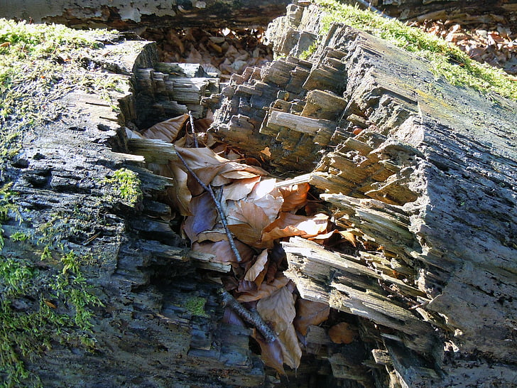 rotten wood, burst, fragmented, log, broken, rot