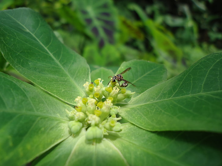 natual, plant, green, nature, flower, insects