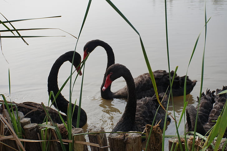 Swan, hitam, jantung, Reed, burung