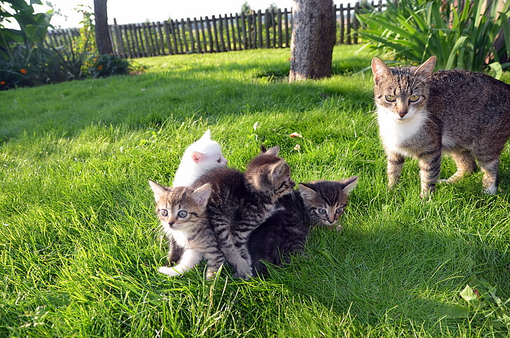 Kot, Rodzina, zwierzętom, miłość, szczęśliwy, zwierząt, młody