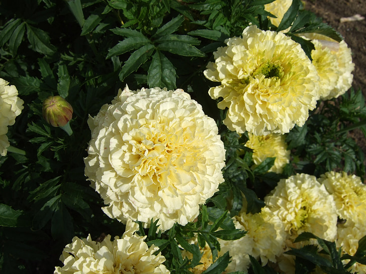 flower, yellow flower, garden