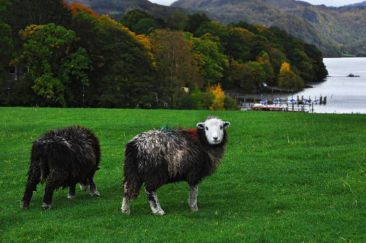 ovelhas, Inglaterra, Cumbria, Derwentwater, Keswick, Lago, montanha