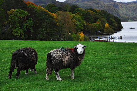 овце, Англия, Cumbria, derwentwater, Keswick, езеро, планински