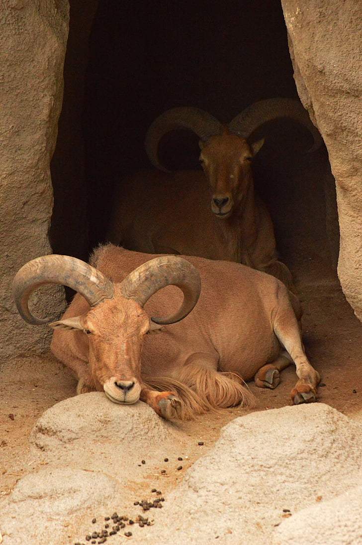 Steenbok, geit, dierentuin, rest