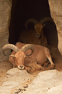 Steenbok, geit, dierentuin, rest
