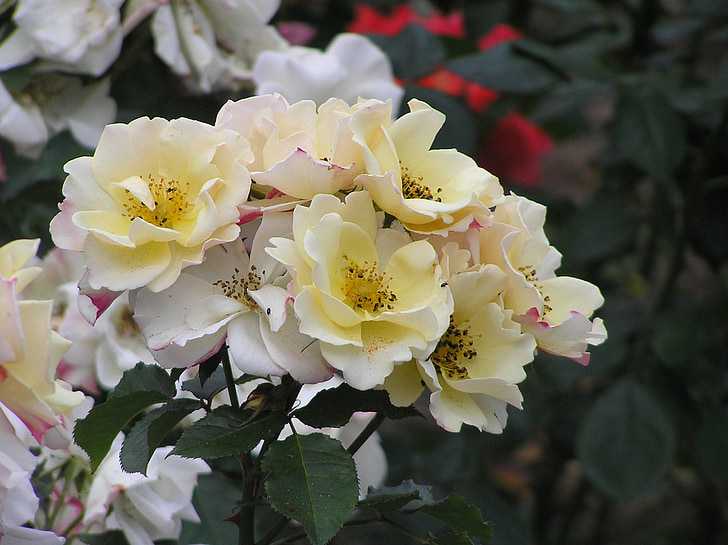 Rózsa, világos sárga, kert