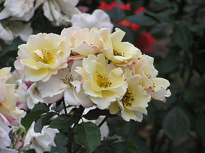 Rose, giallo chiaro, giardino