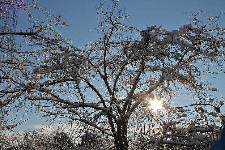 vinter, snö, träd på vintern, solljus, december