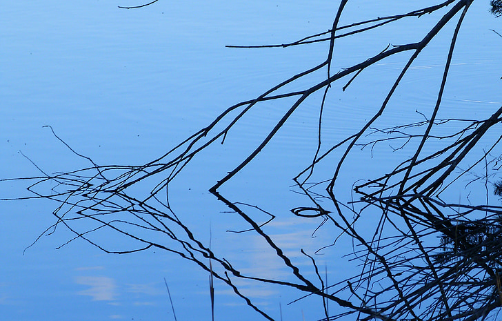 água, Ramos, azul, contraste, natureza, reflexões, Lago