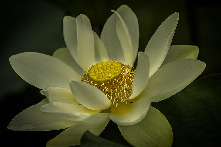 flor de Lotus, aquàtiques, flor, flora, Rosa, Lotus, Estany