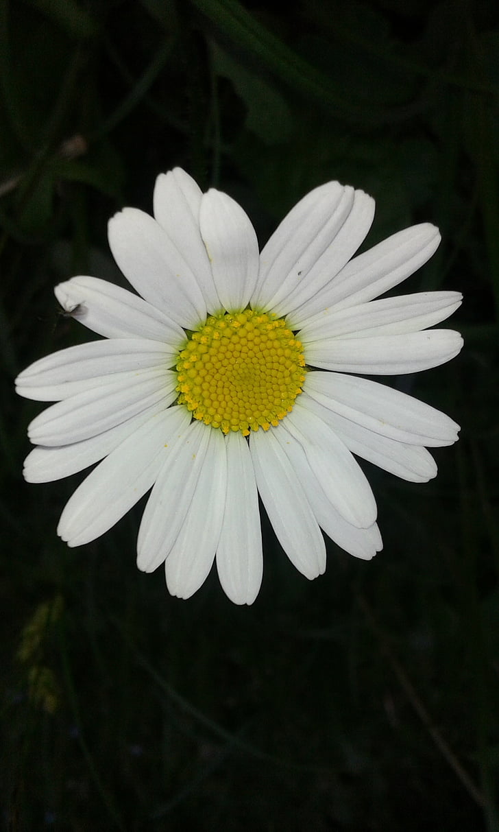 Daisy, blomst, Nøgleord fotomontáž