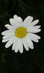 Daisy, kukka, Avainsanat fotomontáž