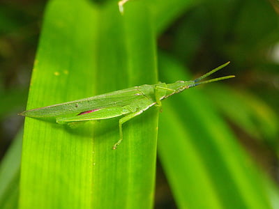 grasshopper, green, leaf, pandan