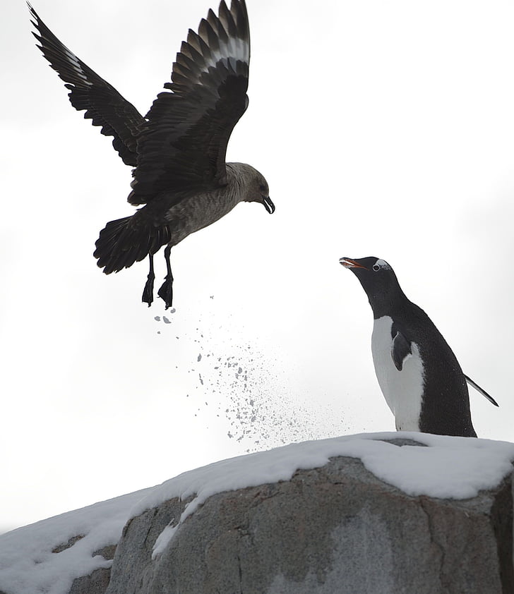 пингвин, демонстрира, лед, замръзнала почва, птица, природата, дива природа