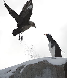 chim cánh cụt, chứng minh, băng, đất đông lạnh, con chim, Thiên nhiên, động vật hoang dã