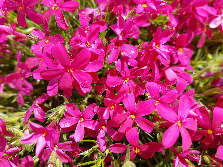 flowers, spring, floksy