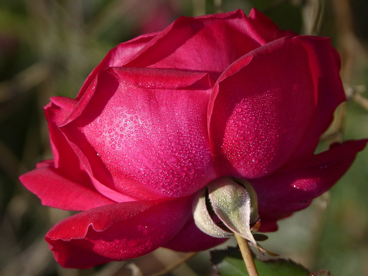Rosa, Rocio, droppar, blomma, fräschör, fräsch som en ros, naturen