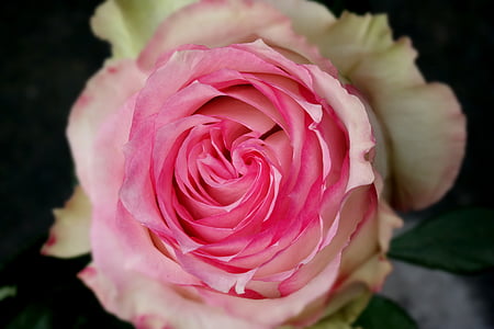 Rose, roza, Škrlatna, bela, cvet, cvet, listi