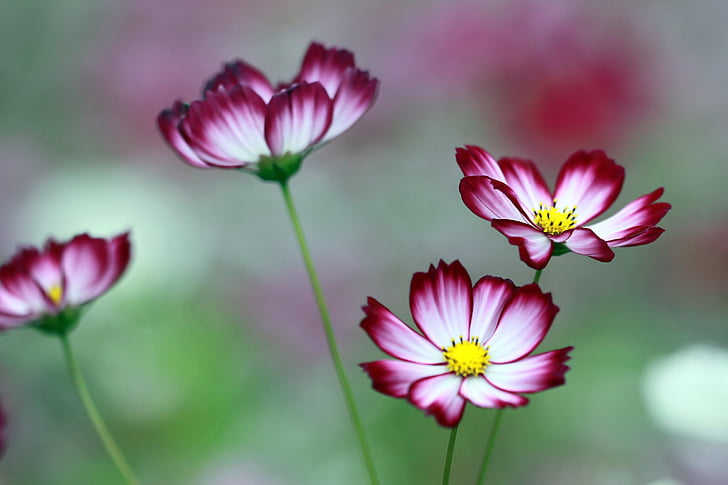 cosmos, the universe, flowers, neat