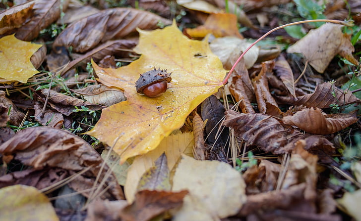 chestnut trees, moss, sunshine, autumn, background, blurred, leaves
