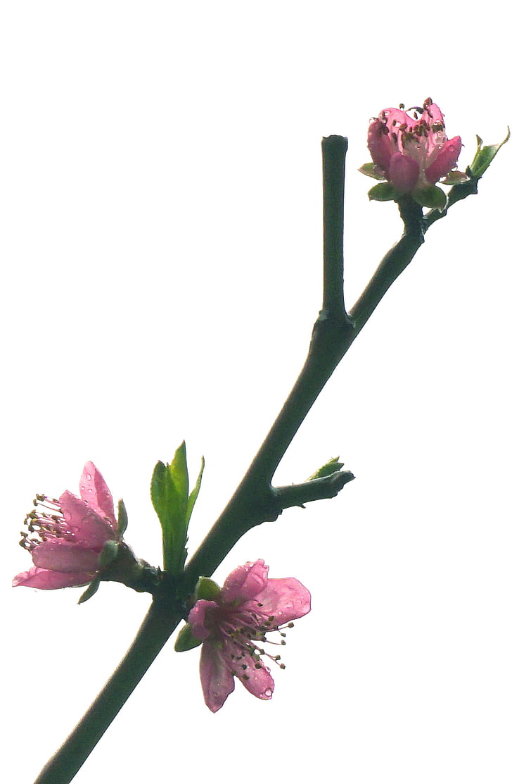 brzoskwiniowy kwiat, wiosna, Wuhan university