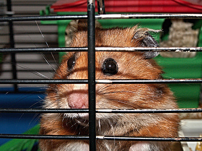 hamster, cage, cheeks, captivity, rodent