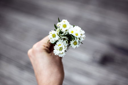 personne, Holding, blanc, fleur, fleurs, nature, en fleurs