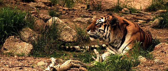 Tiger, Feline, Sibirisk tiger, djur, rovdjur, förvildad katt, vilda djur