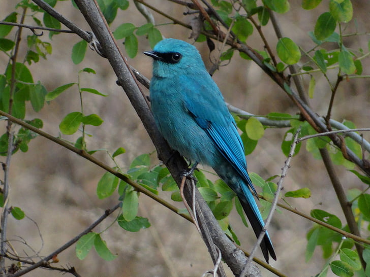 Muchołówka, ptak, niebieskie pióro, podbite oko, Pune, Indie, Eumyias thalassinus