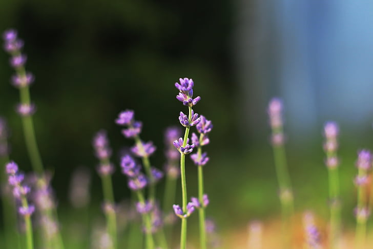 lavender, plant, meadow, summer, purple flower
