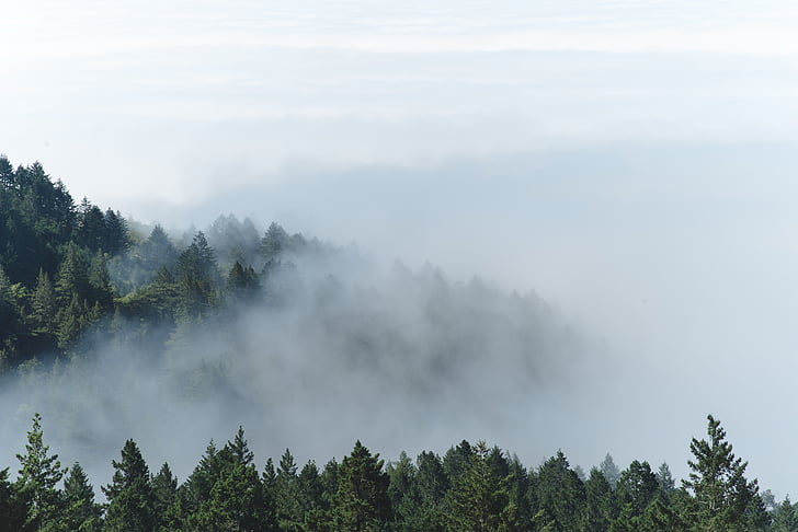 pino, alberi, coperto, nebbia, giorno, Nuvola, albero