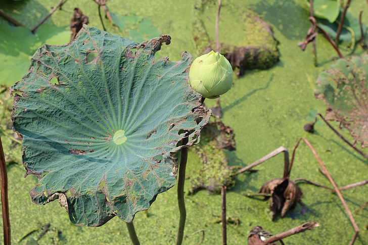 Lotus, fulla, verd, planta aquàtica, fulles, nenúfar, brot